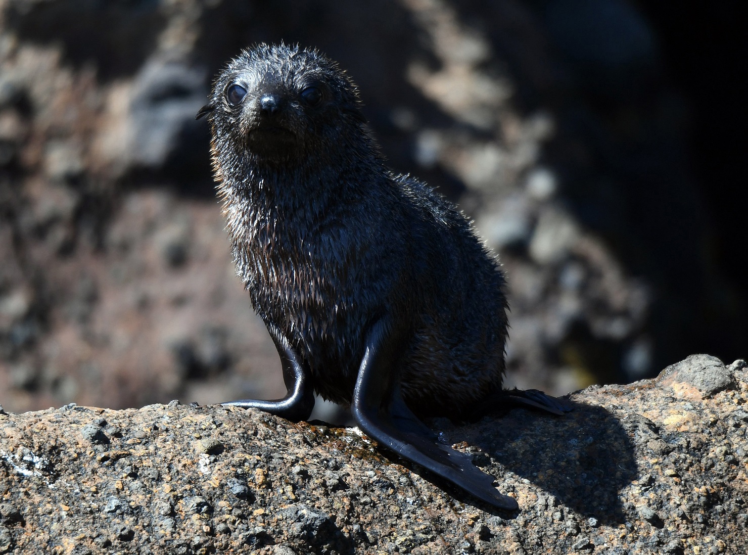 A fur seal pup at Taiaora Head on Otago Peninsula. Photos: ODT archives