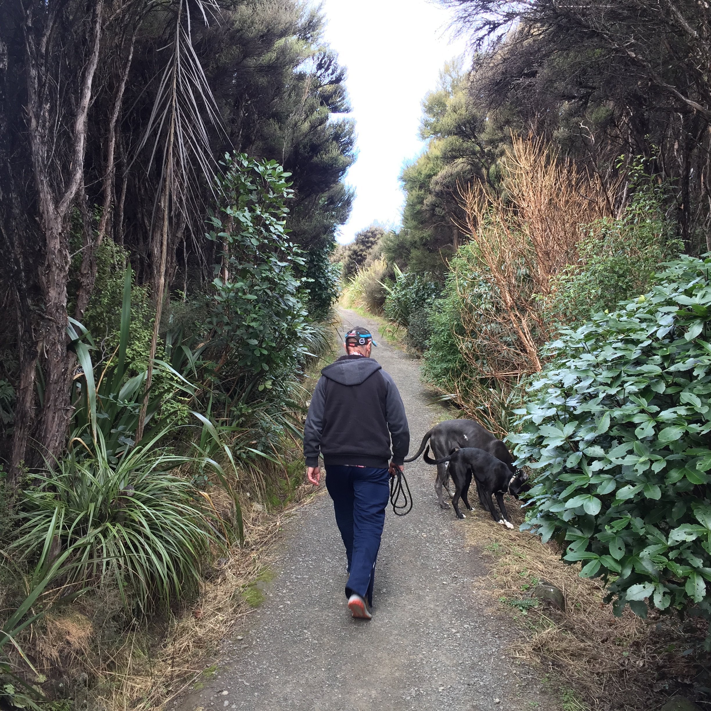 Trees encroach the lower Flagstaff walking track. PHOTOS: RUDY ADRIAN