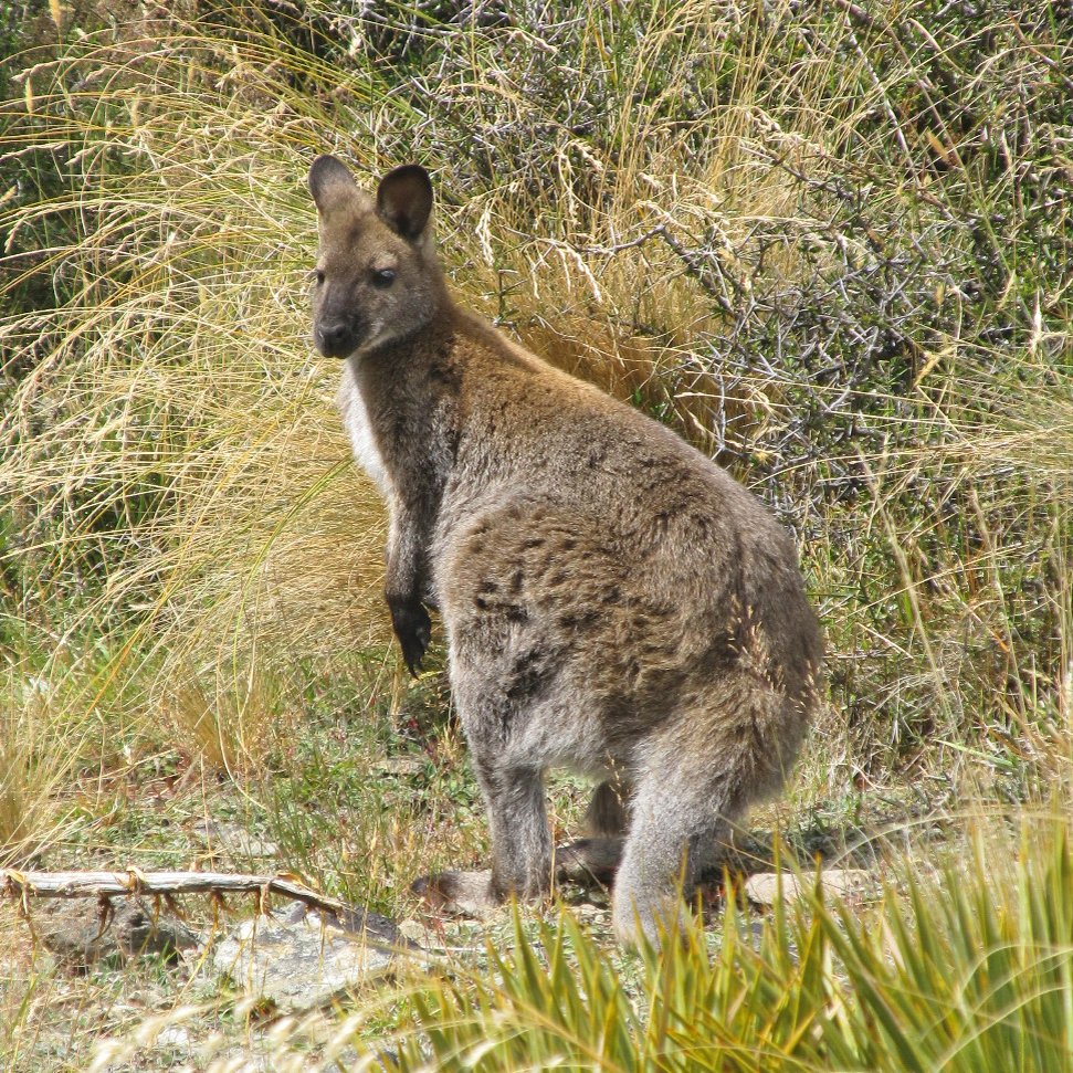 Wallabies may have been seen just north of Haast. Photo: supplied