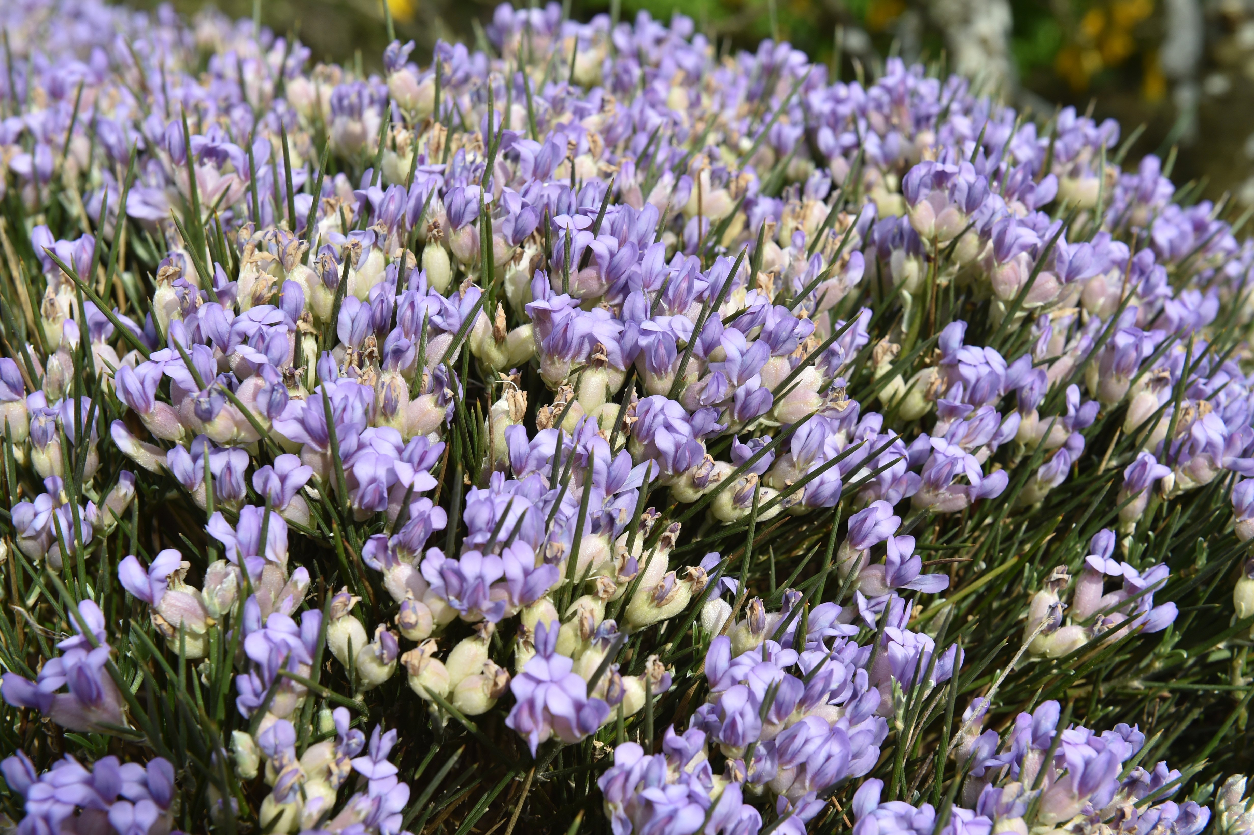 Erinacea anthyllis - hedgehog plant - at Dunedin Botanic Garden. PHOTO: GREGOR RICHARDSON