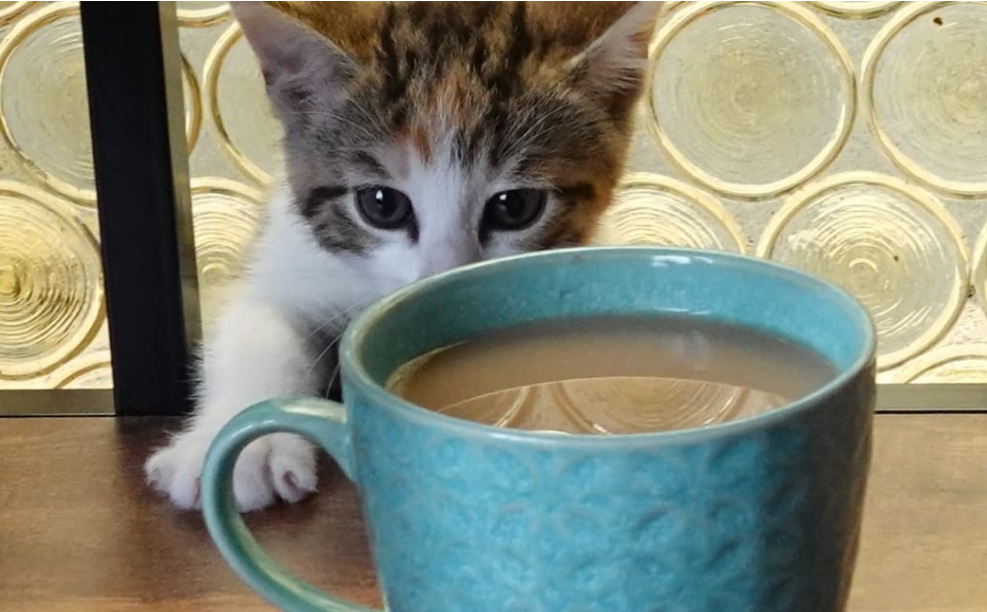 No post-yoga cuppa is safe when kittens are on the prowl. Photo: RNZ 