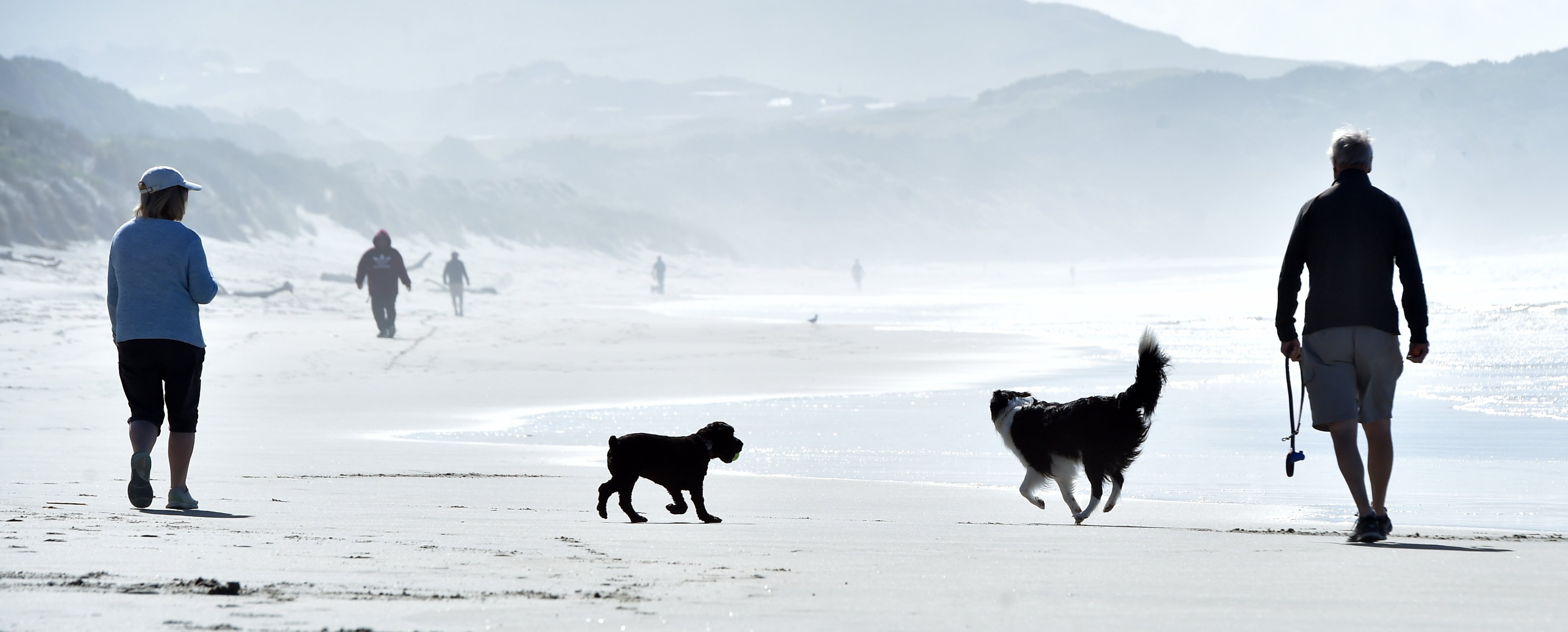 Dogs and their owners enjoy a fine day at St Kilda Beach yesterday. Photo: Peter McIntosh
