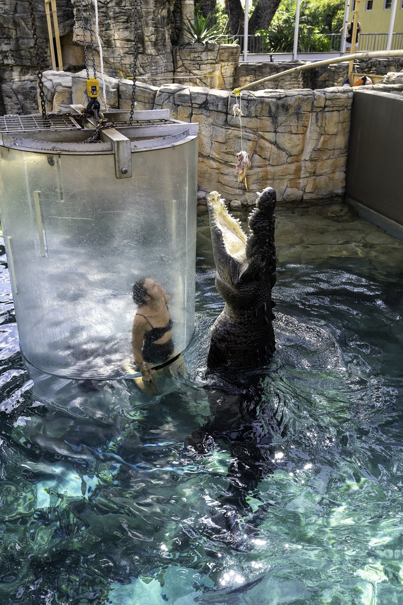 The so-called Cage of Death at Crocosaurus Cove.