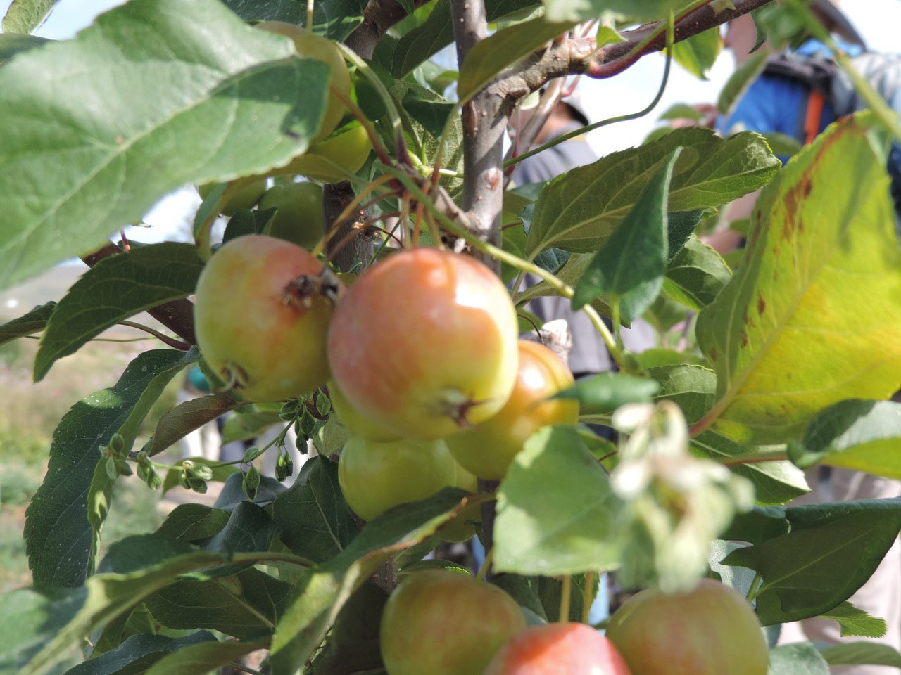 Tasman was New Zealand's second largest apple producer behind Hawke's Bay. Photo: Charmian Smith