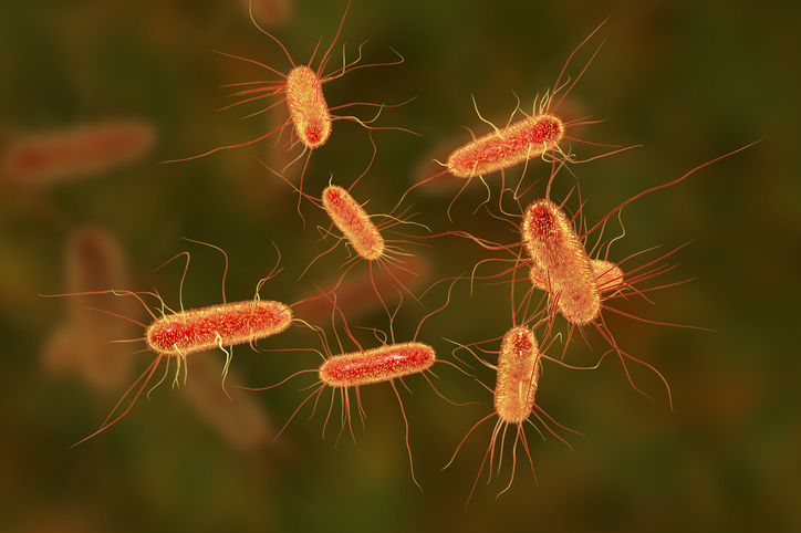 A computer illustration of Escherichia coli (E.coli) bacteria. Image: Getty 