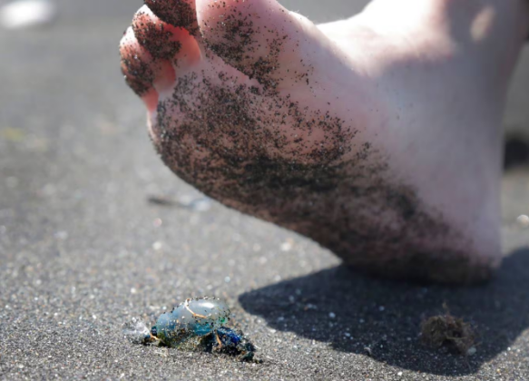 Bluebottle tentacles can sting even after the jellyfish has died. Photo: NZ Herald