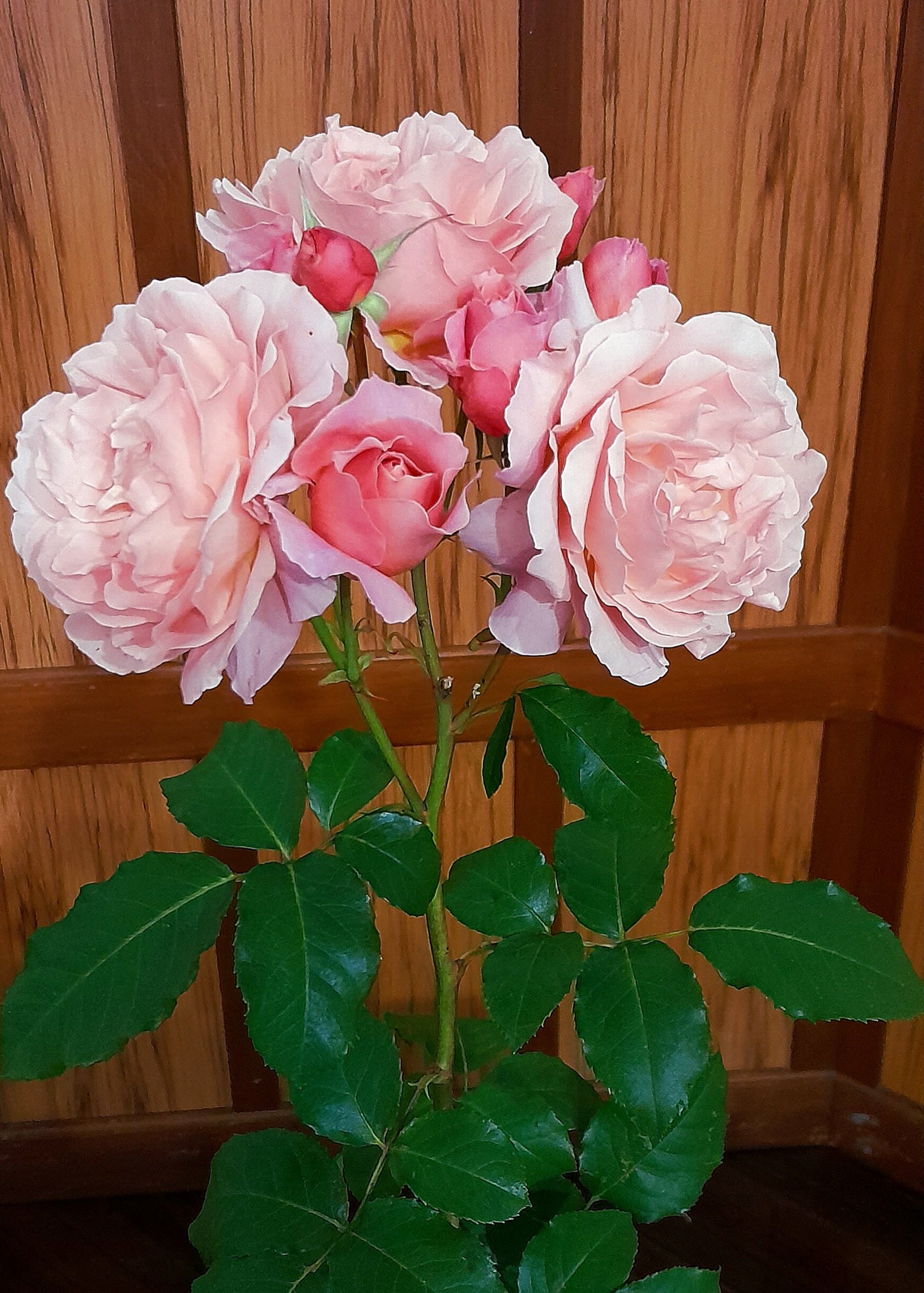 This large stem of ‘‘My Mum’’ was judged the champion of champion large rose at the national show...
