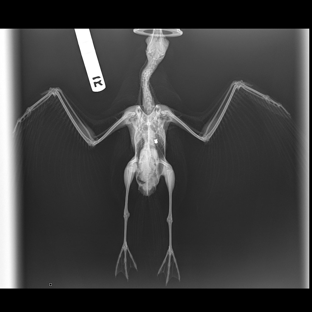 An X-ray of a red-billed gull taken to the Dunedin Wildlife Hospital shows a projectile in its...