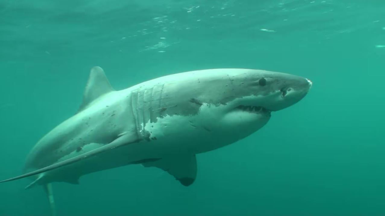 A great white shark. Photo: Clinton Duffy