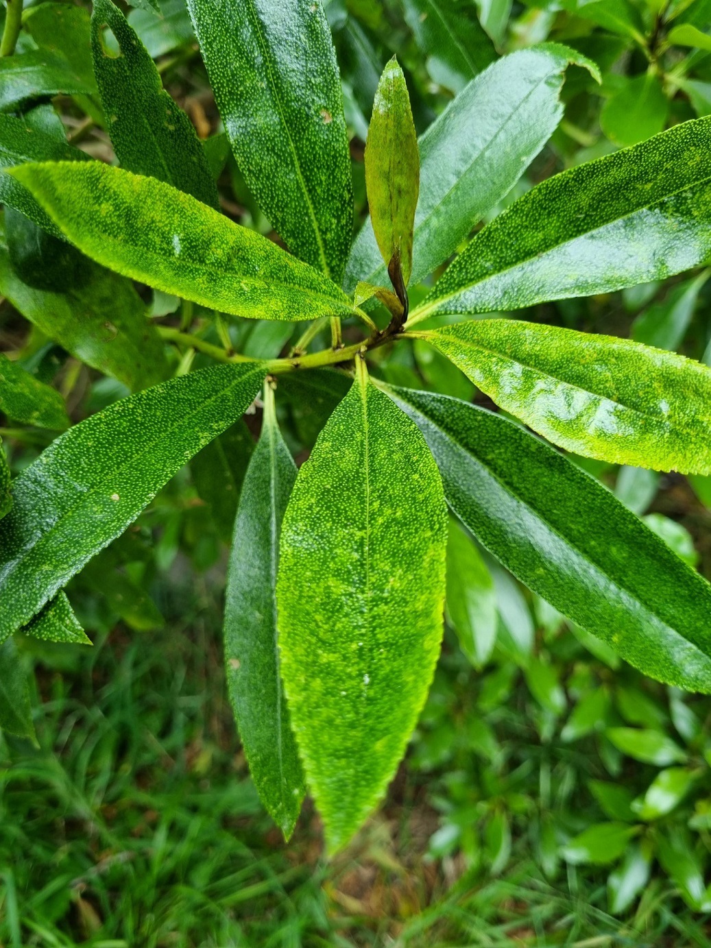 A ngaio leaf