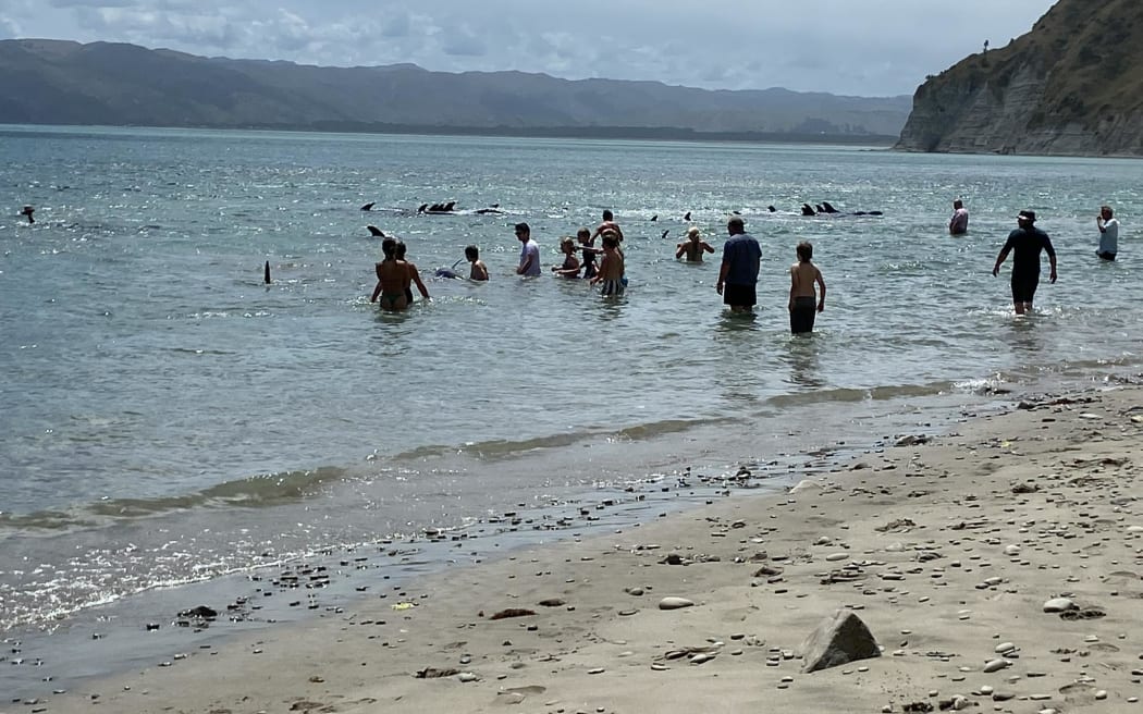 People have rushed to a Tairāwhiti beach, after a mass whale stranding, but authorities are...