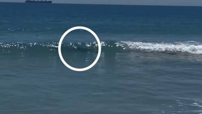 A screengrab from a video posted to Instagram by broadcaster Brodie Kane shows the moment a shark...