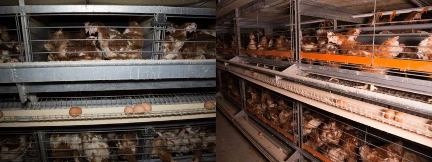 These photos from Animals Aotearoa show little difference between banned battery cages on the...