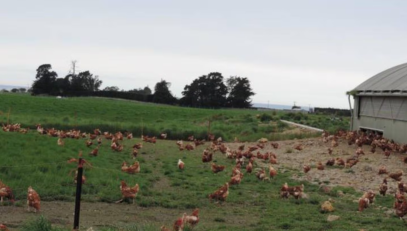 Free-range eggs come from hens that have access to the outdoors.