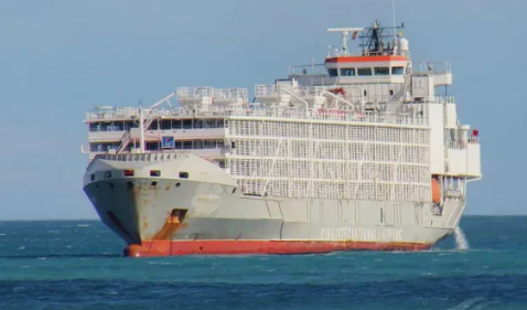 Gulf Livestock 1 Photo: Frans Truyens via Vessel Finder