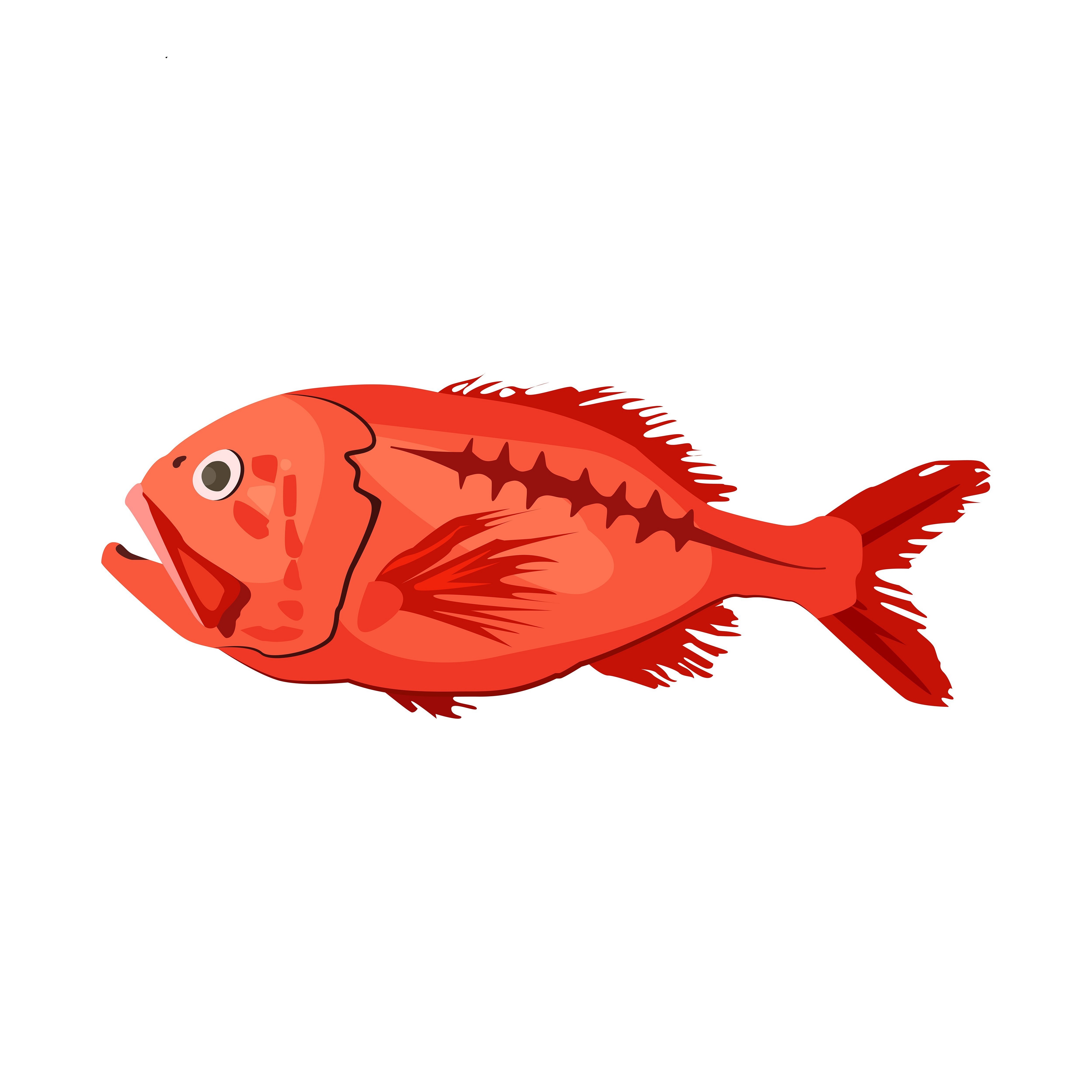 Orange roughy are deep-water fish that can live for more than 200 years. They grow and swim...