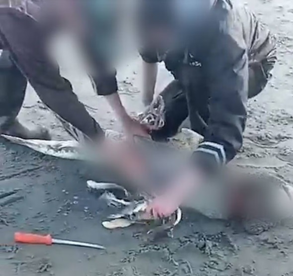 The video showed the shark being cut open and its pups spilling out.