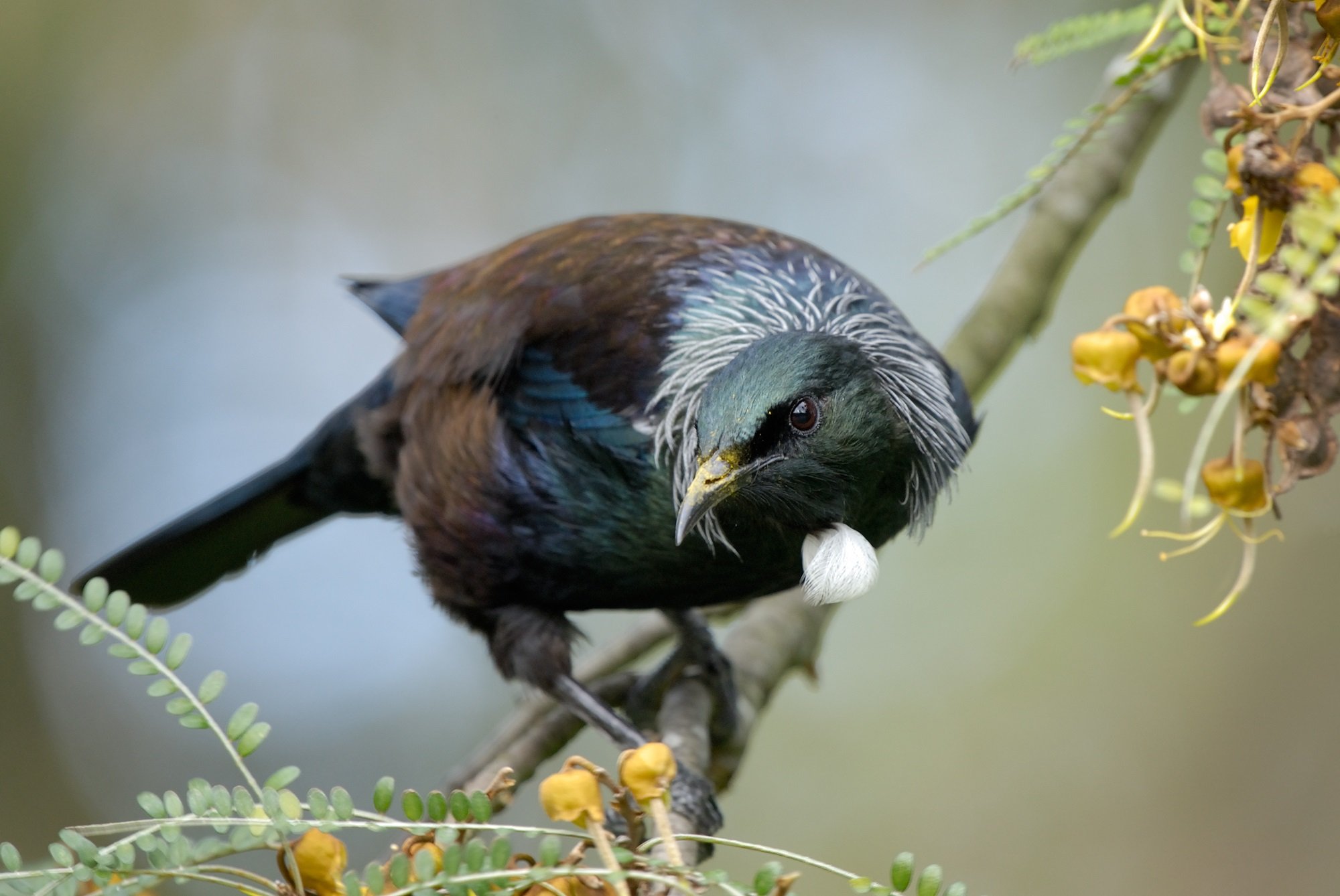 Native bird species, such as the tui, can be discovered while enjoying the Bird Count Trail....