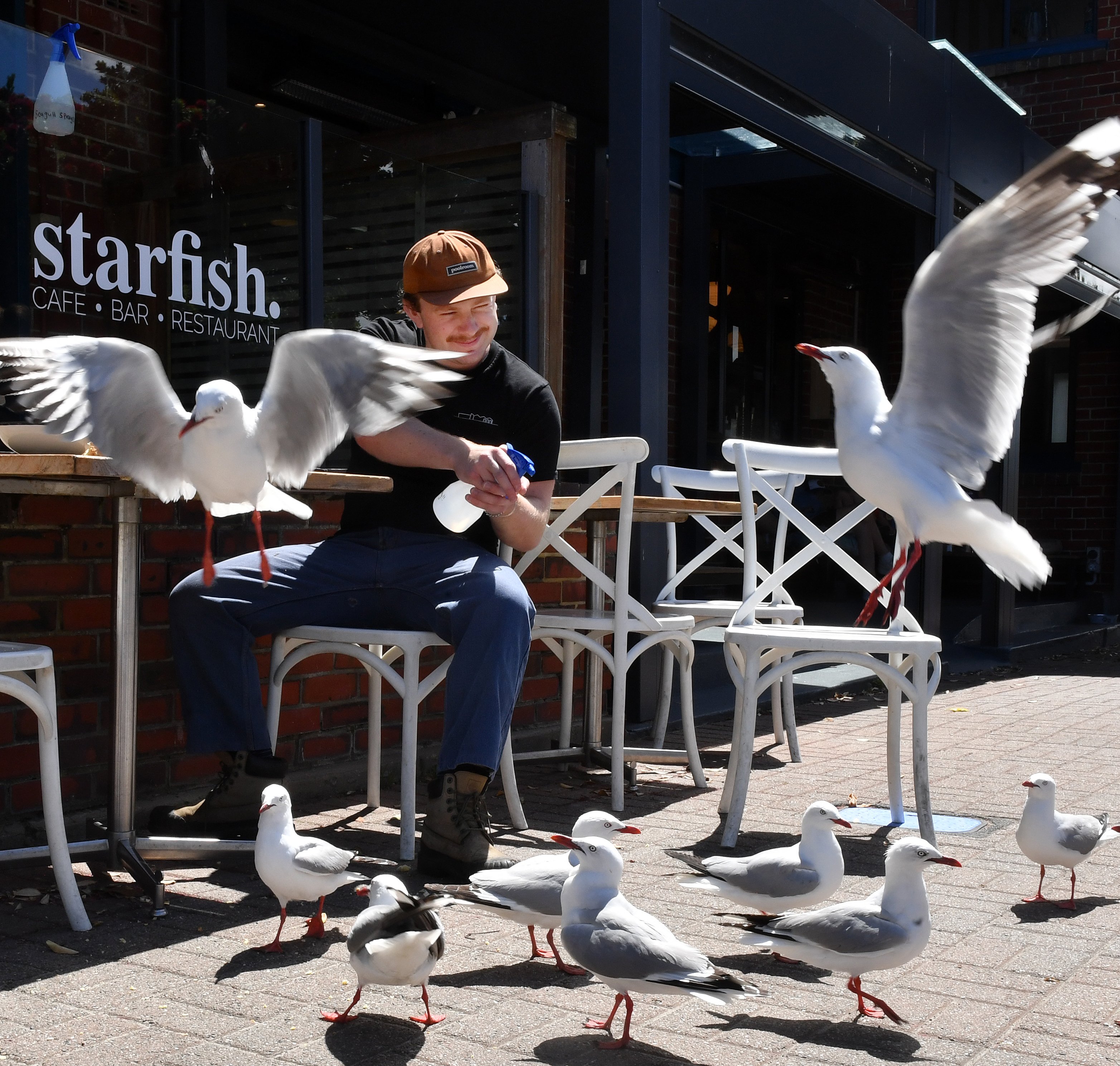 Starfish Cafe & Bar employee David Pickard wields a spray bottle filled with water to deter a...