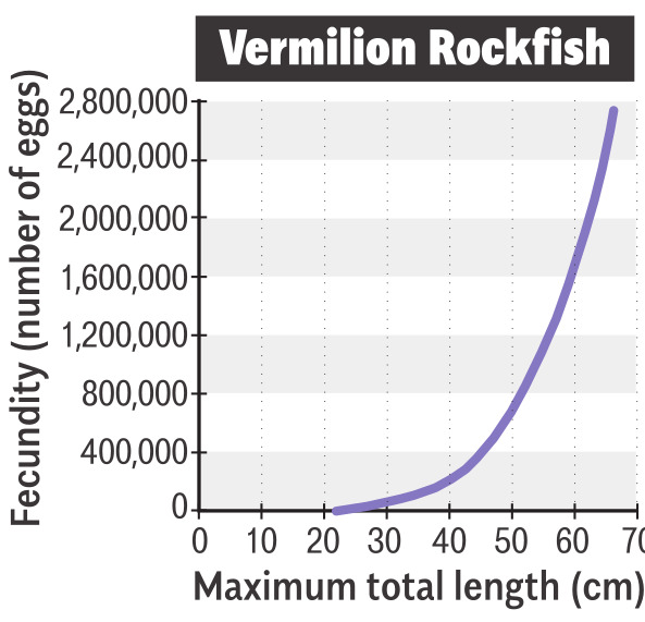 The bigger a vermilion rockfish gets, as it ages, the more eggs it produces.