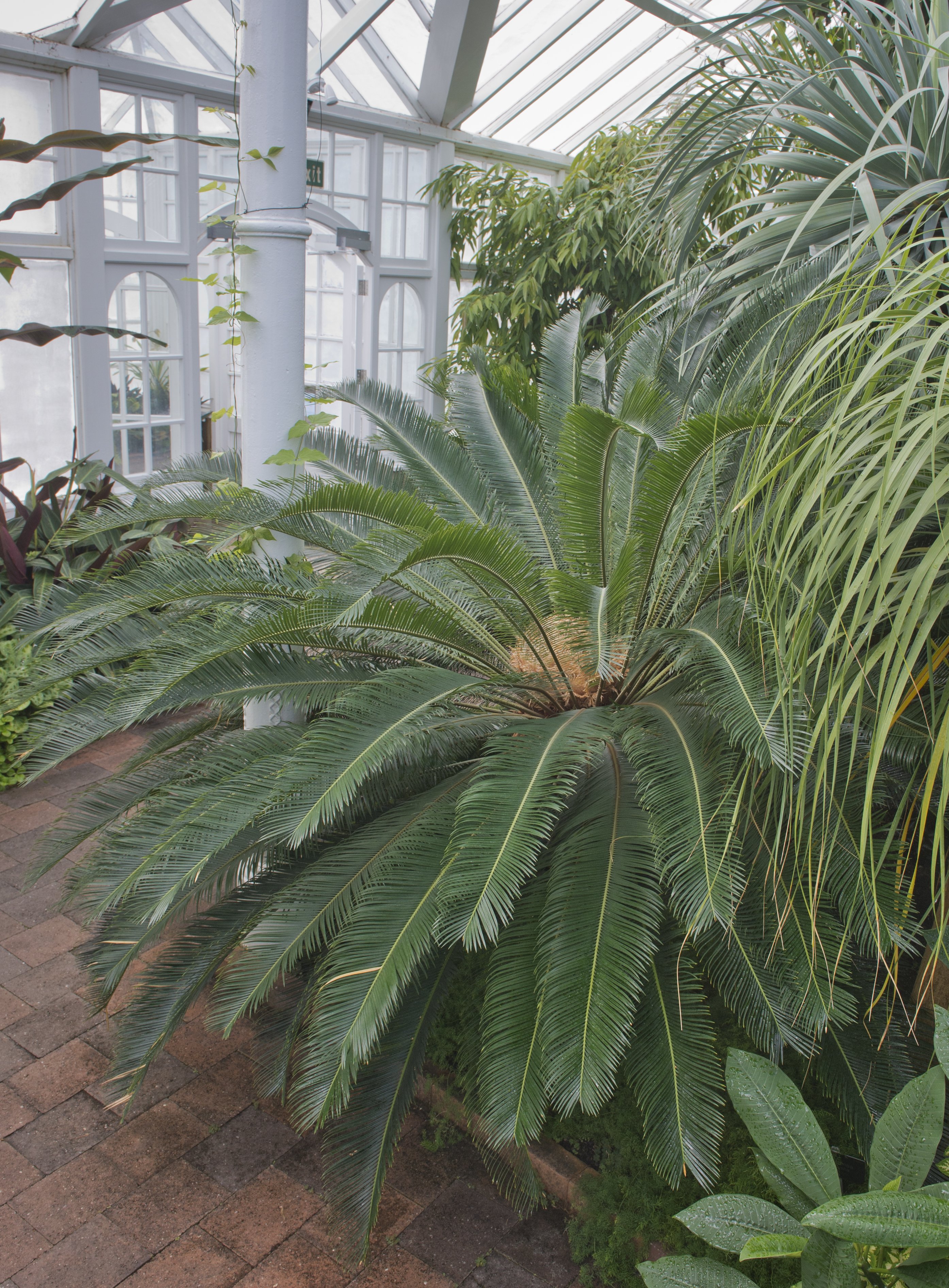 Cycas taiwaniana is on show in the winter garden glasshouse. PHOTO: GERARD O’BRIEN