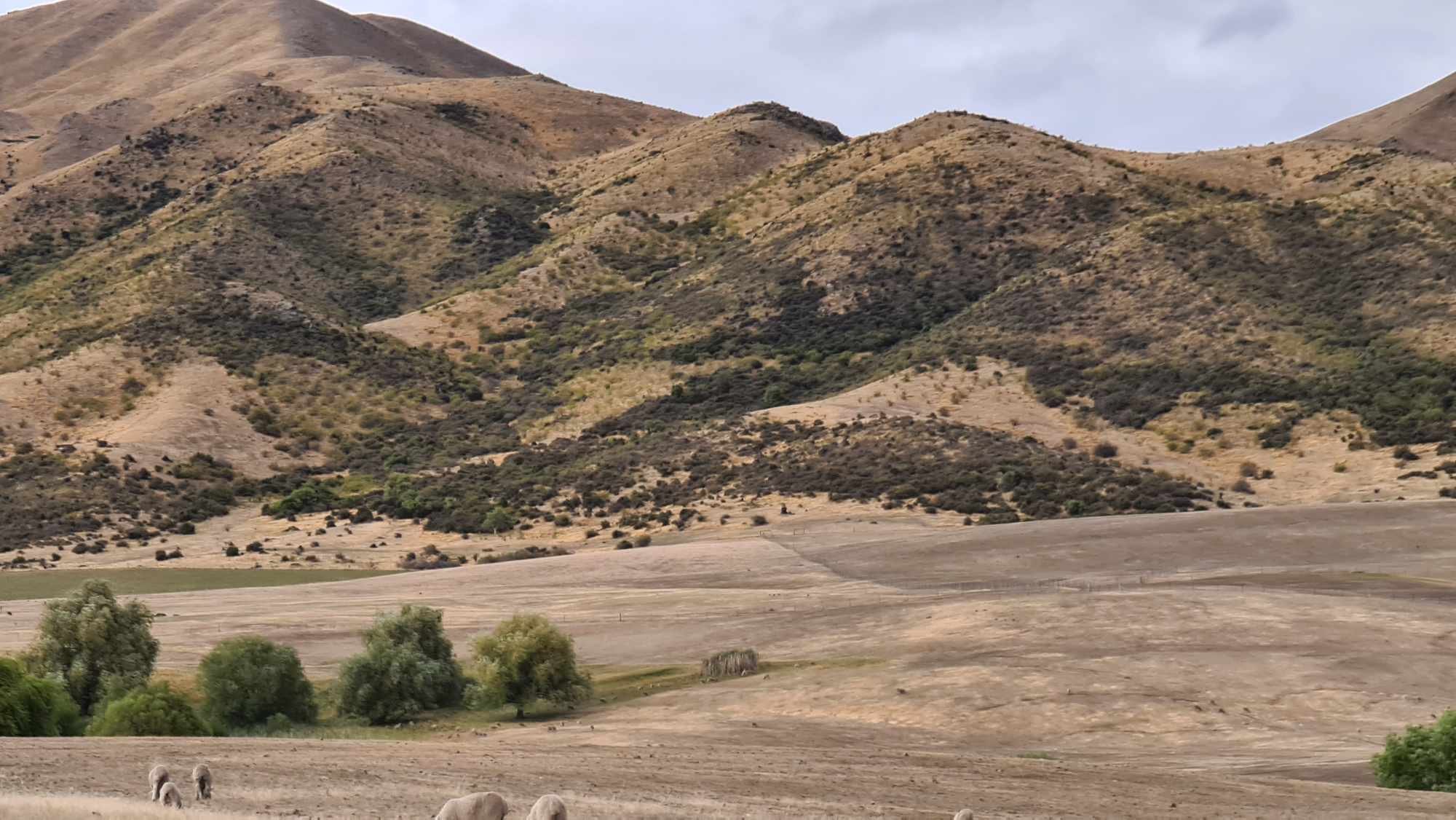 Central South Island districts are drying out, as this photo taken this week in Omarama shows....