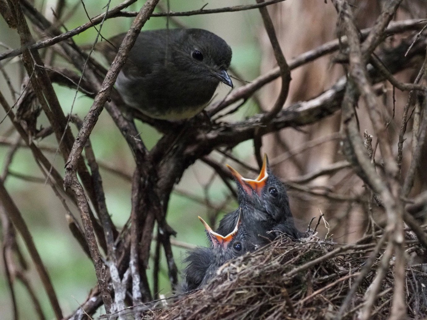 A female kakaruai at a nest in forest outside Orokonui Ecosanctuary. Photo: Nick Beckwith