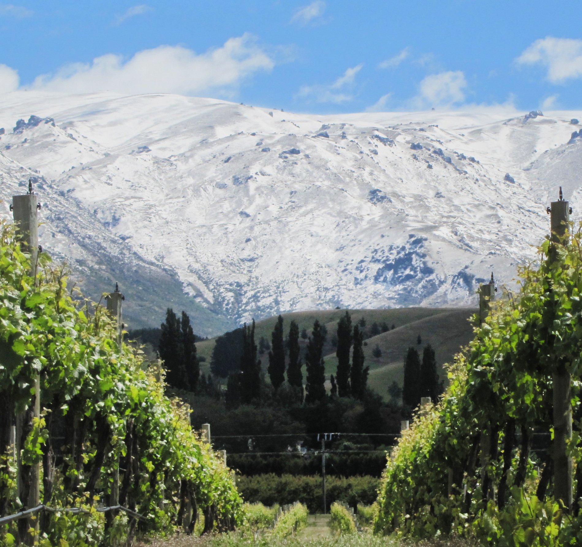 Wooing Tree is a family-owned vineyard in Cromwell. PHOTO: PAM JONES