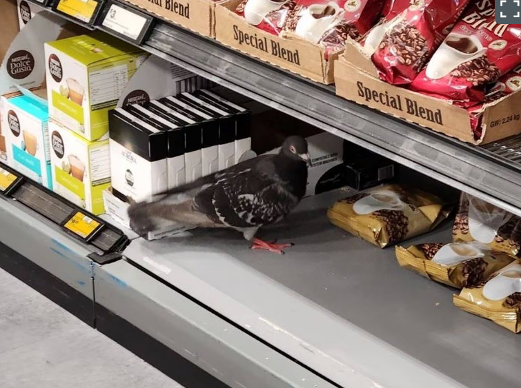 A pigeon spotted on a shelf at Grey Lynn Woolworths, formally Countdown, in Auckland in November...