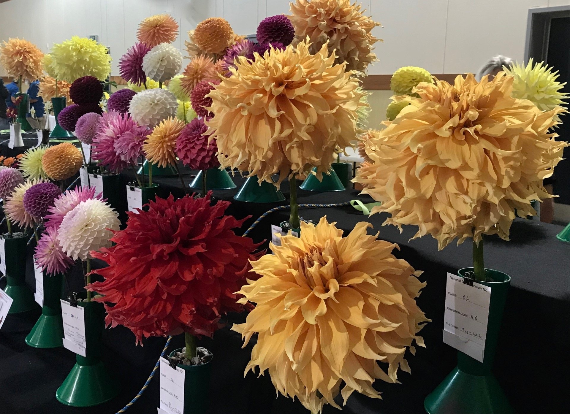 The colour range at the show impressed the judges.