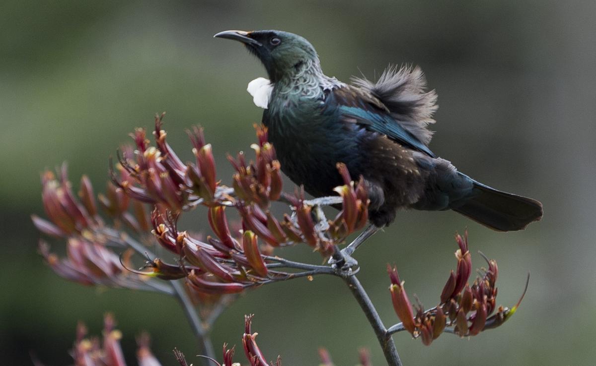 Fewer possums mean more bellbirds and tūīs on Otago Peninsula.  Photo: Gerard O'Brien