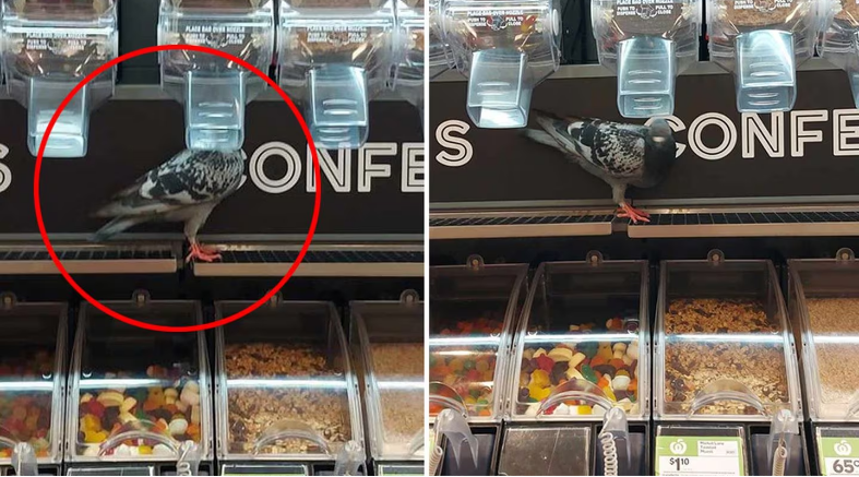 A customer claims they saw a pigeon in an Auckland Woolworths put its head inside the nuts...