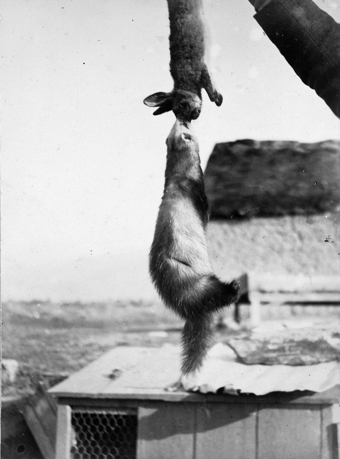 Buckland family photograph: ferret, 1895. P1993-011/3-020b. Photo: Hocken Collections, Uare Taoka...