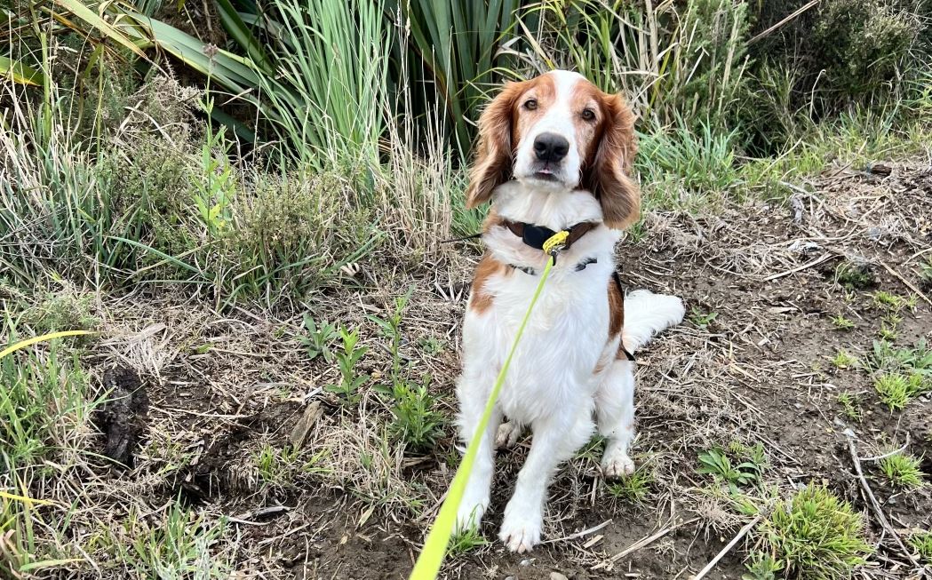 Vito sits when detecting the invasive Argentine ants species. Photos: DOC