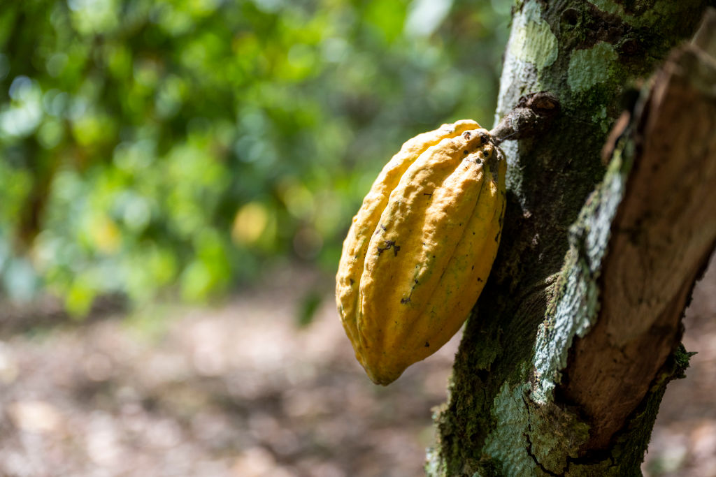 A cocoa pod ready for harvest hangs from a tree on a plantation in the Ivory Coast, a major...