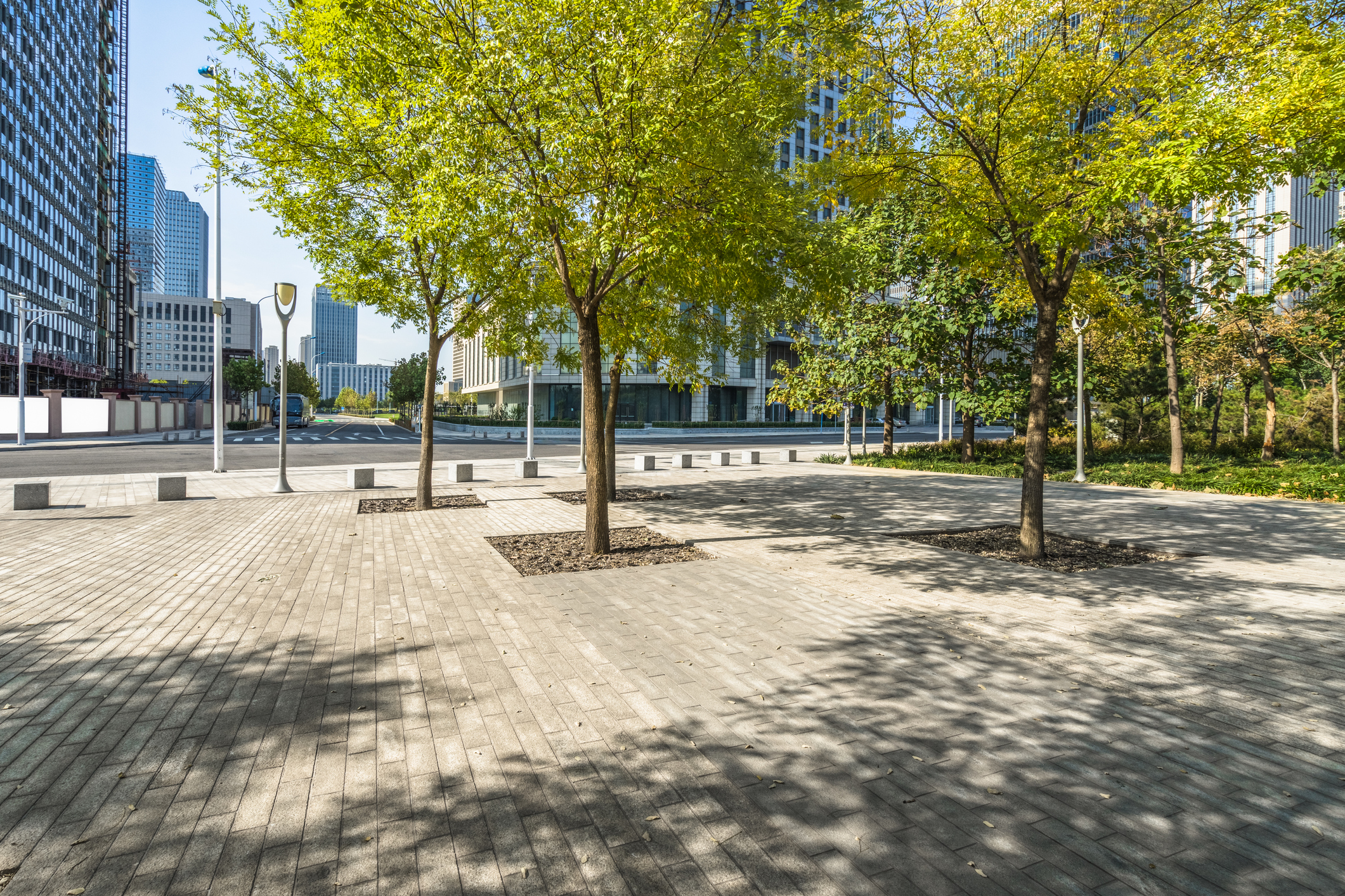 Strategic placement of urban trees for shade can reduce surface temperatures by 20-30°C. PHOTO:...