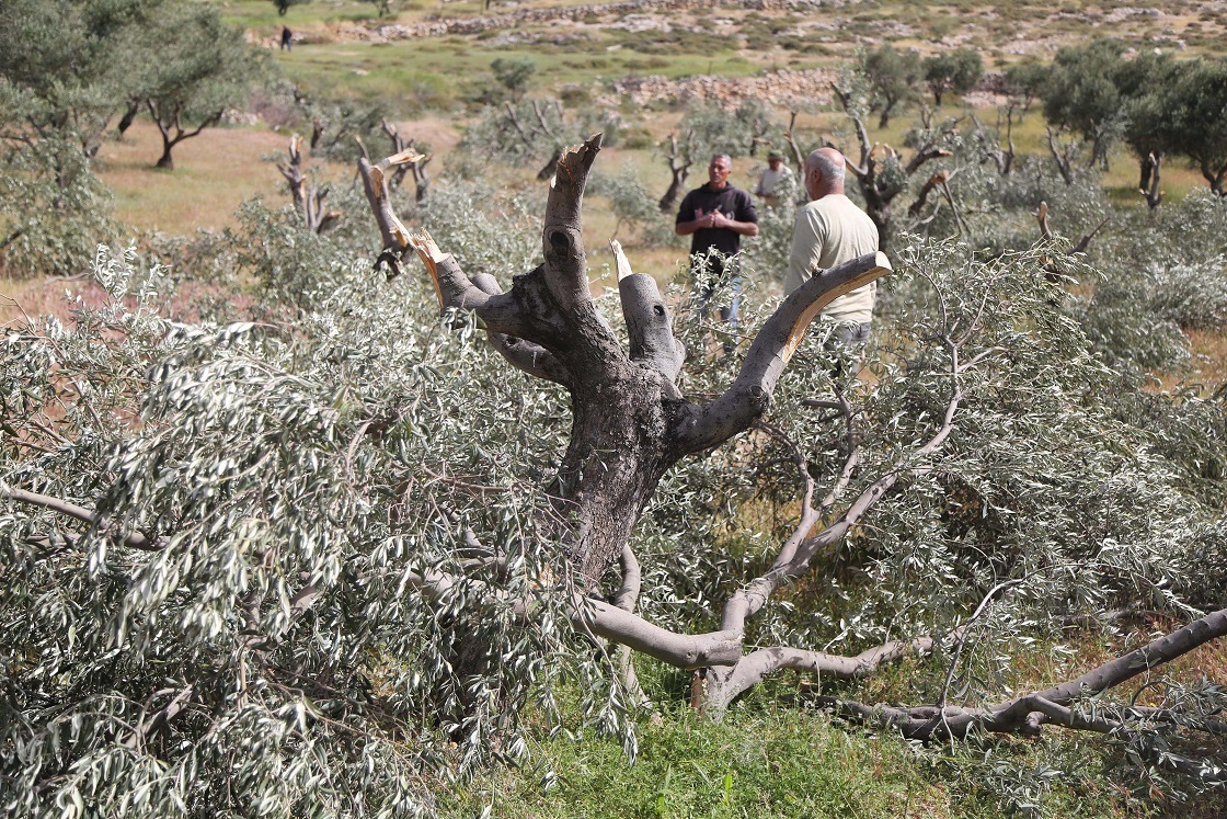 Palestinian farmers inspect damage to more than 300 of their olive trees, cut down by Israeli...