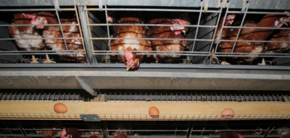 More than 80 percent of liquid egg imports in 2022 came from China and Australia, where egg...