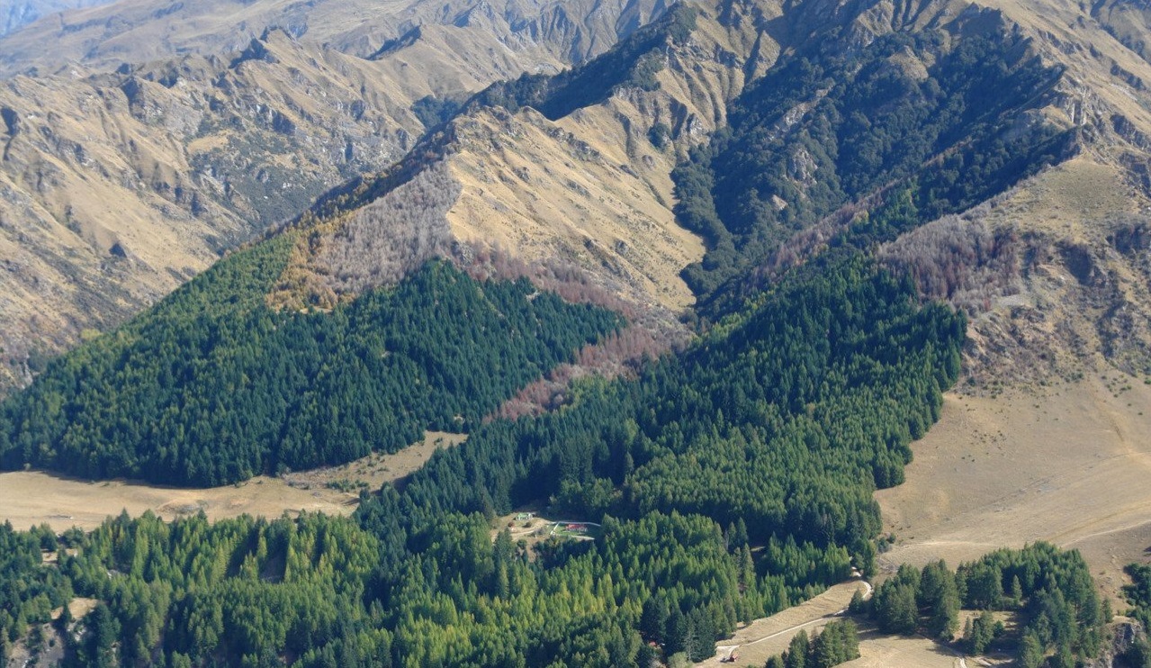 Skippers in 2004. Photo: Whakatipu Wilding Control Group