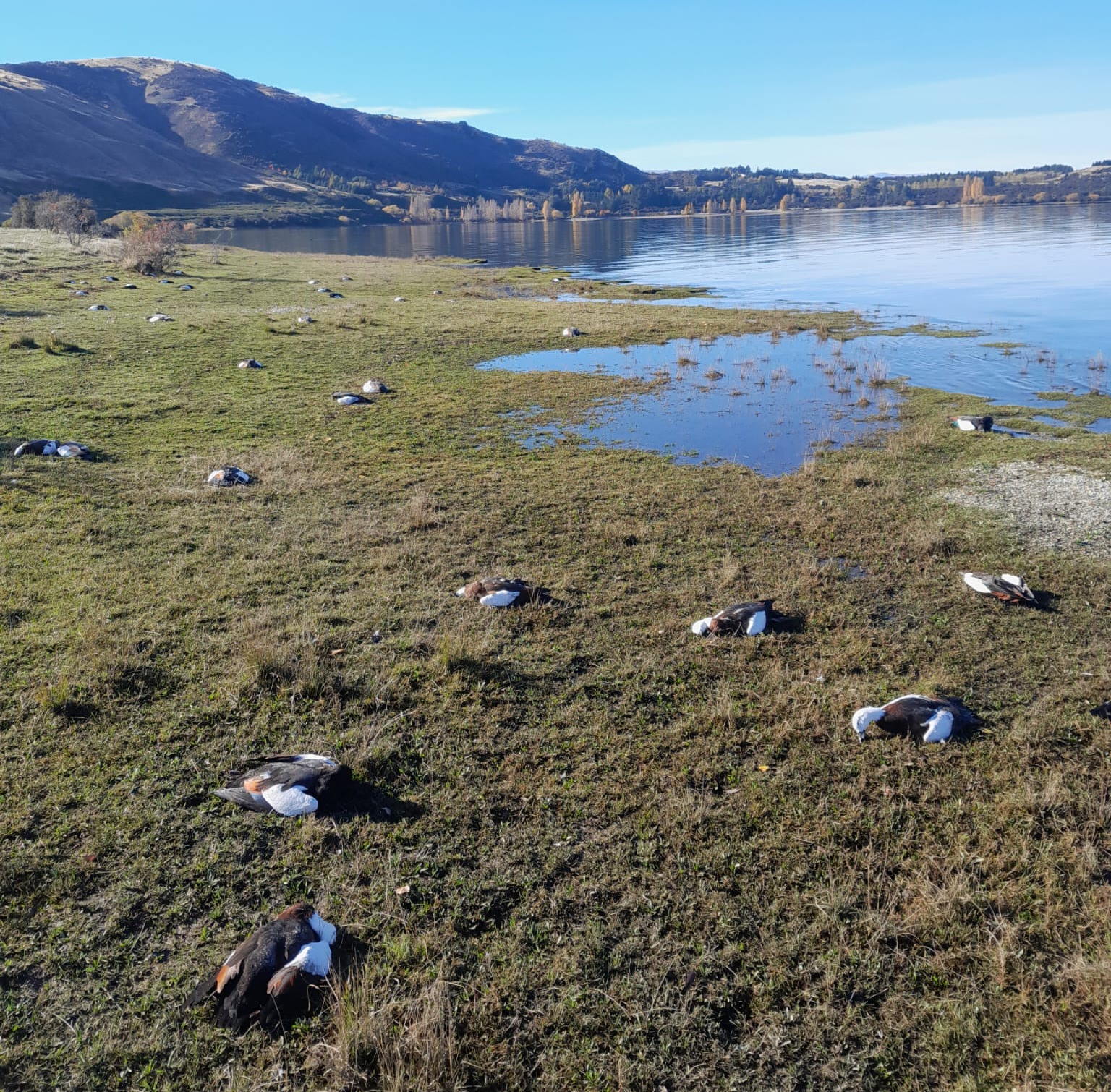 Dead paradise shelducks litter the shoreline at Dublin Bay yesterday. Photo: Otago Fish & Game