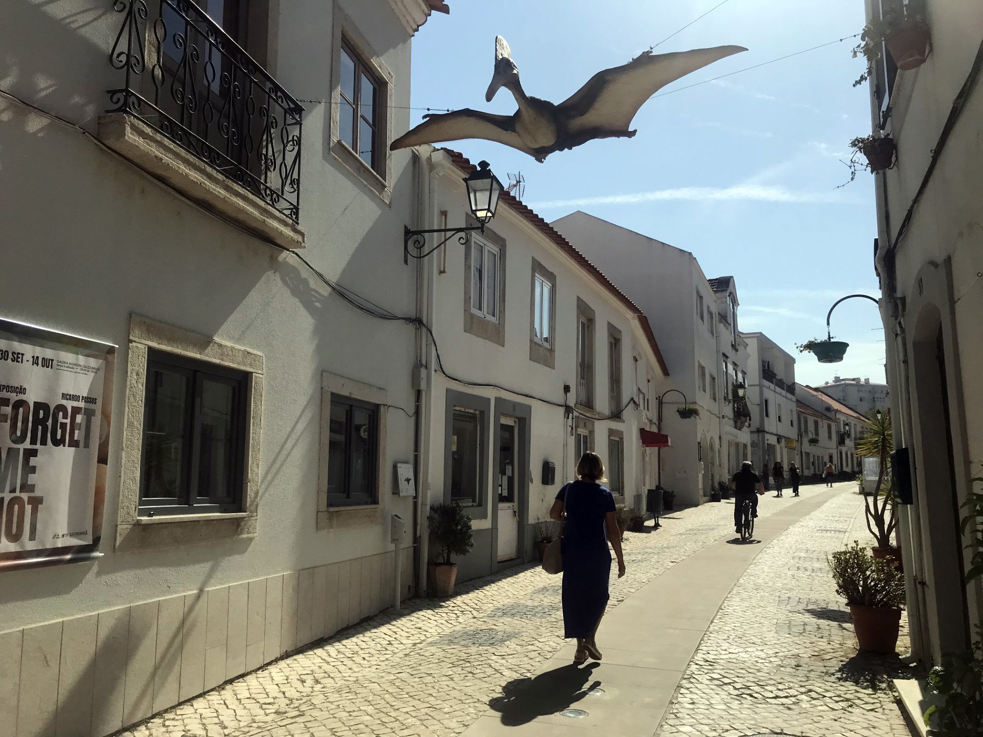 A flying lizard takes to the air above Lourinha, Portugal. PHOTOS: GILLIAN VINE