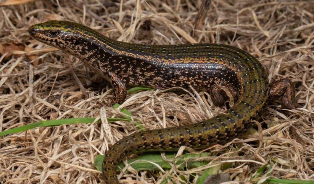 The Canterbury spotted skink has been reclassified as Nationally Critical. Photo: Supplied /...
