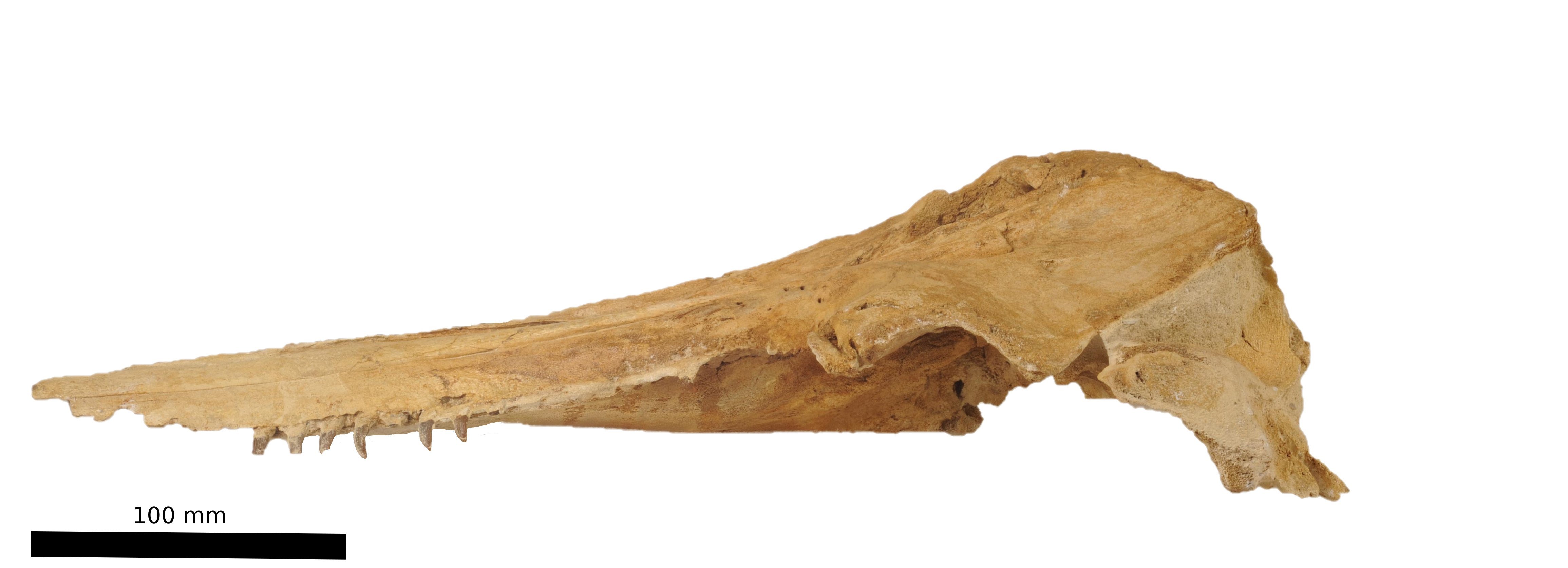 University of Otago researchers have officially named this dolphin fossil, found in the...