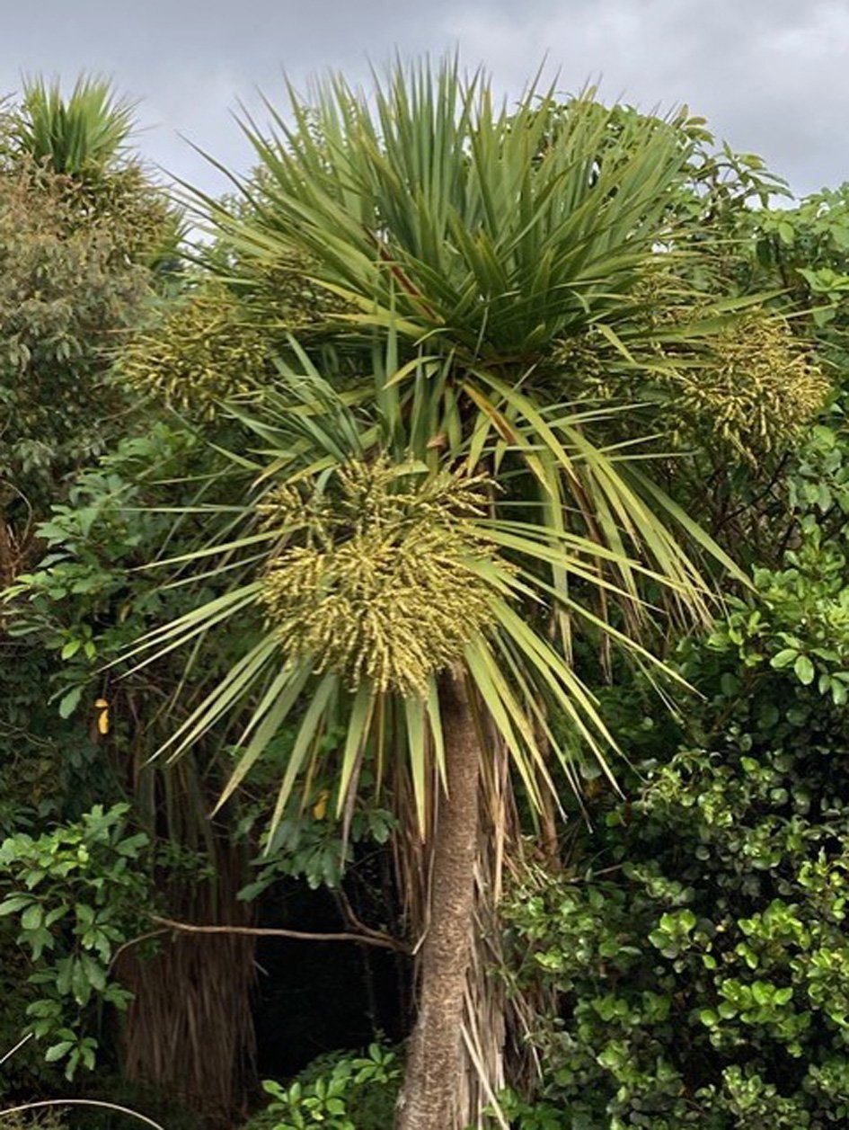 The cabbage trees (Cordyline australis) are particularly showy this season.