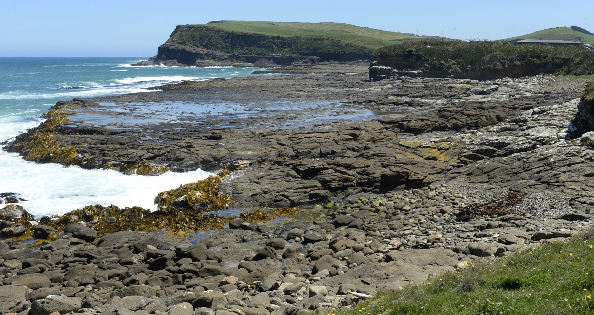 Curio Bay is home to marine wildlife and endangered species. Because of this, a dog ban is in...