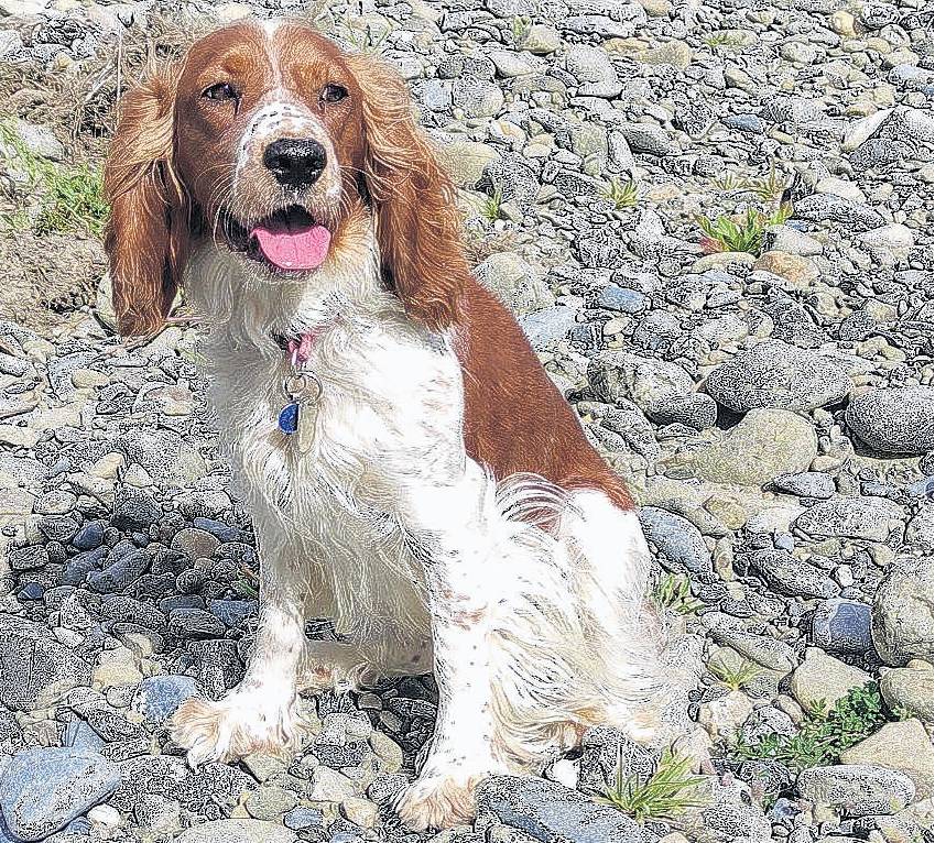 Evie, an 18-month-old Welsh springer spaniel, is helping keep endangered birds safe in the Ashley...