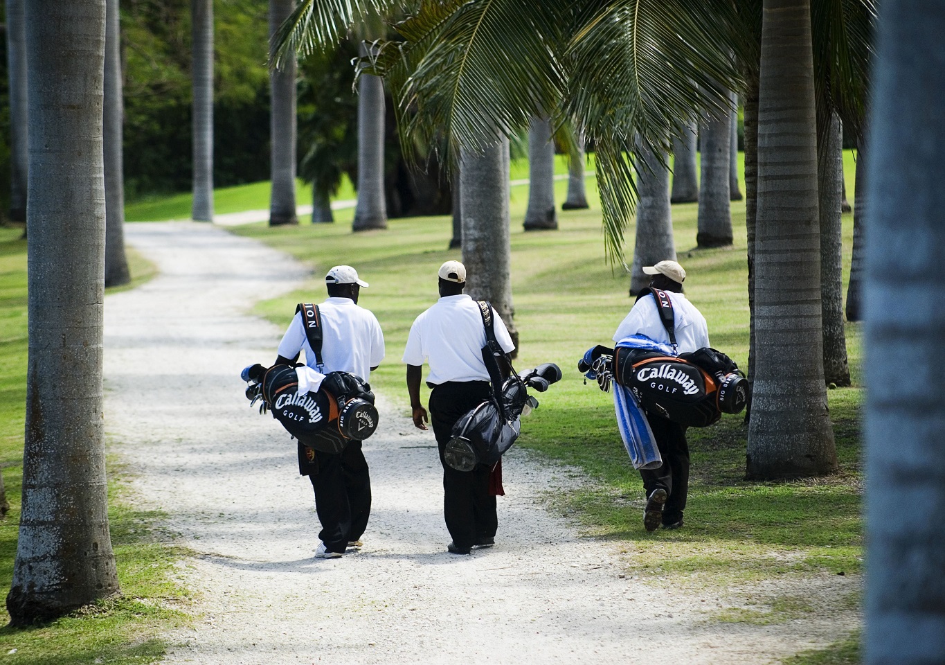 Three caddies head for the green at Half Moon golf course. Photo: Paul Marshall