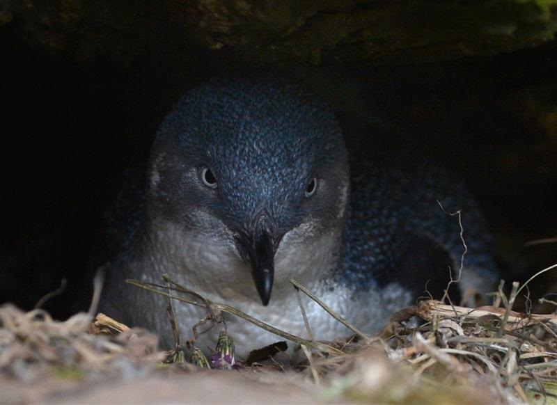 The area is an active habitat for the kororā, or little blue penguin. Photo: ODT files 
