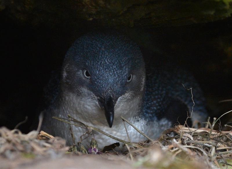 The area is an active habitat for the kororā, or little blue penguin. Photo: ODT files