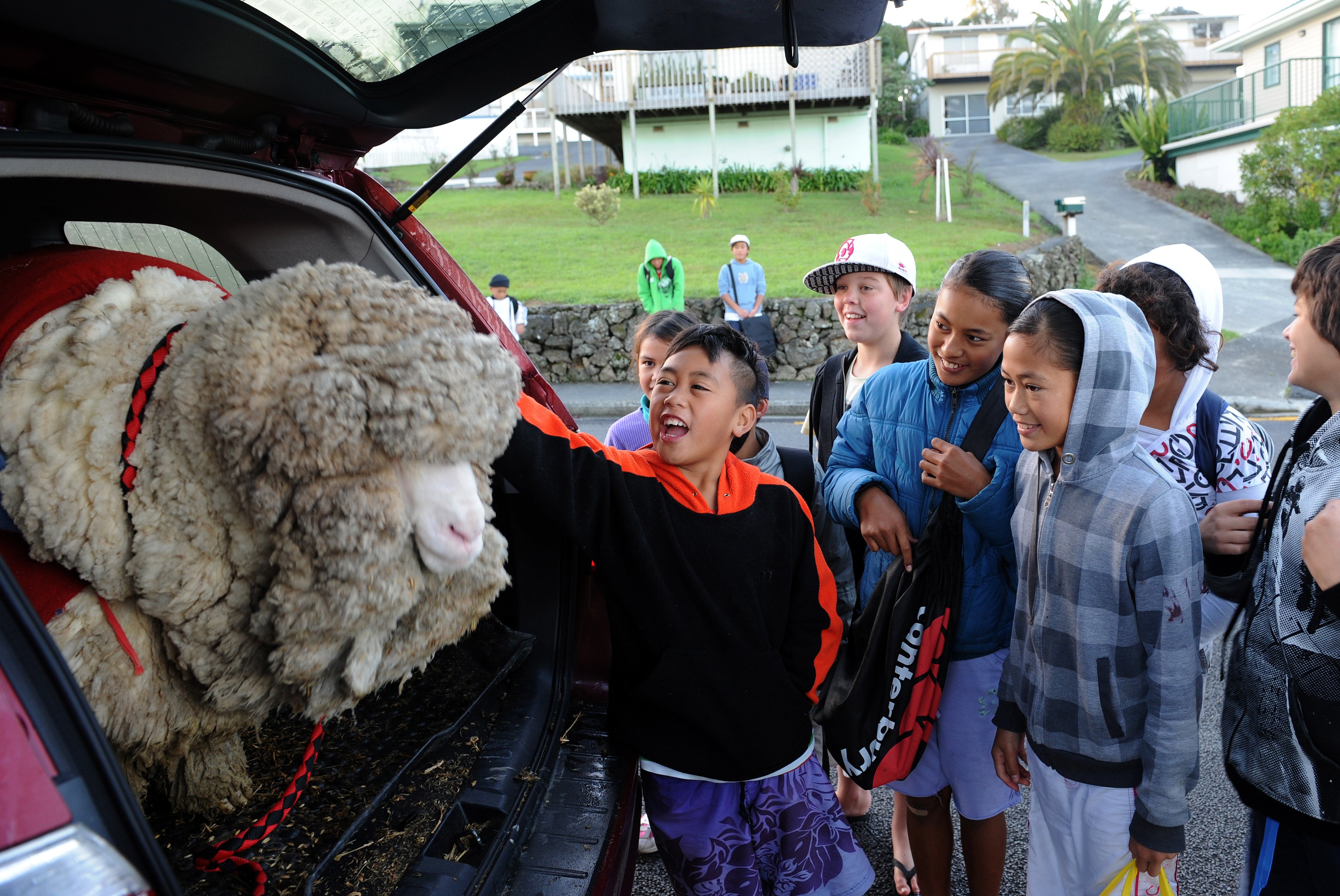 Delighted Paihia children knew exactly who the sheep in the back of the rental car was.